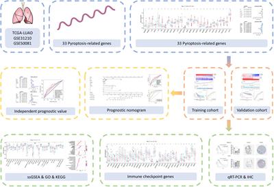 Identification of a Pyroptosis-Related Gene Signature for Predicting the Immune Status and Prognosis in Lung Adenocarcinoma